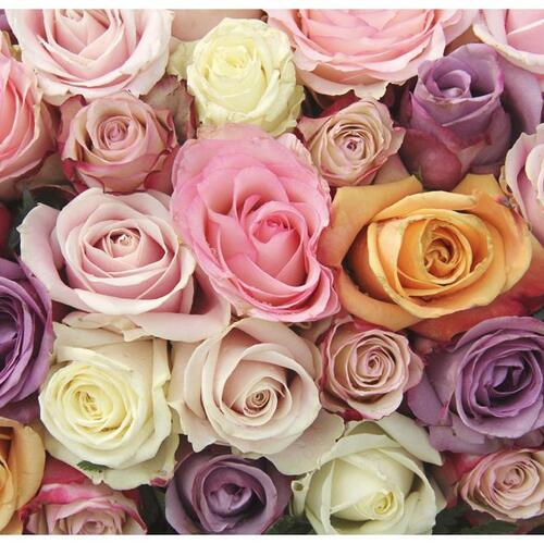 Fototapet - Pastel roses