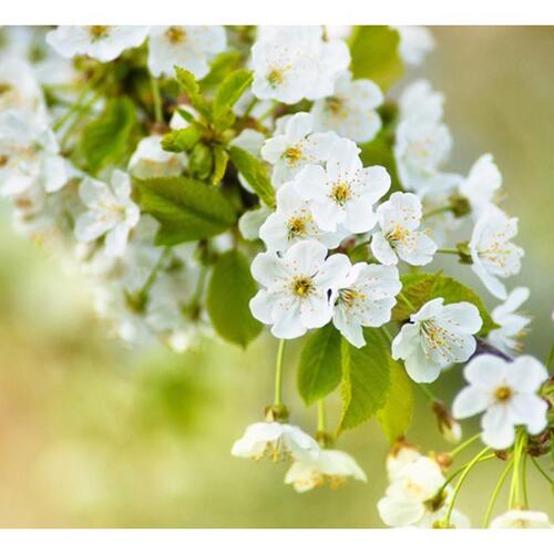 Fototapet - Smukke sarte kirsebær blomster