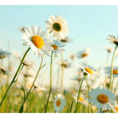 Fototapet - Daisies - spring meadow