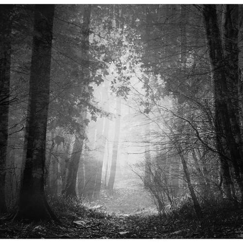 Fototapet - Forest of Shadows