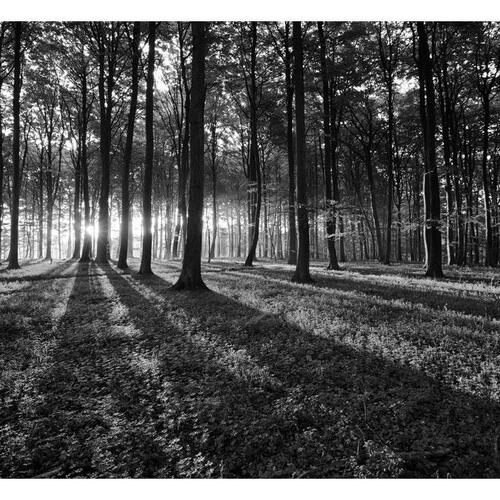 Fototapet - The Light in the Forest