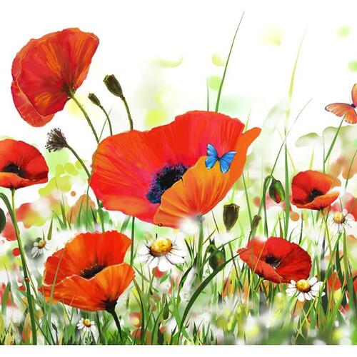 Fototapet - Country poppies