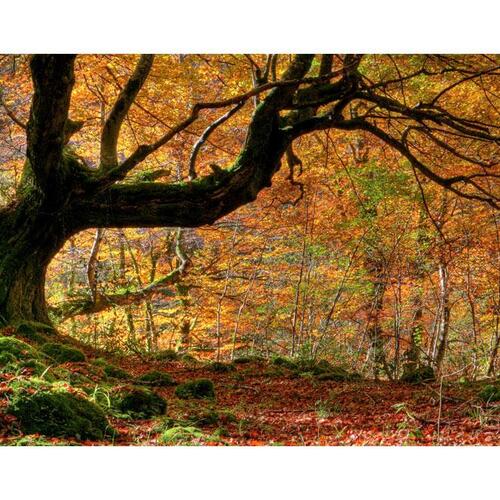 Fototapet - Autumn, forest and leaves