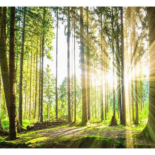Fototapet - Forest Tales