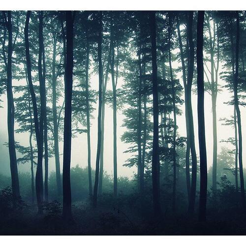 Fototapet - Dark Forest