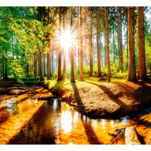 Fototapet - Marvelous Forest
