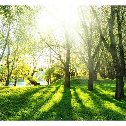 Fototapet - Sunny May Day