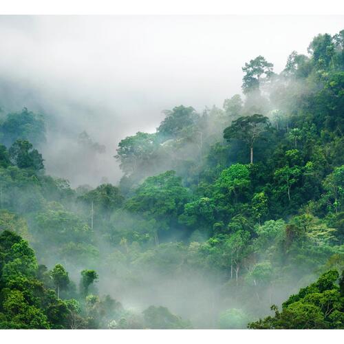 Fototapet - Morning Fog