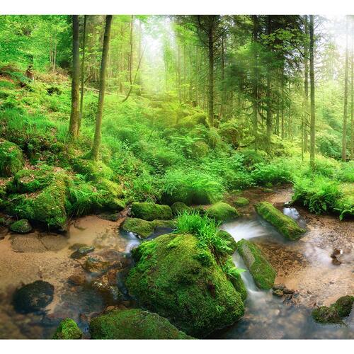 Fototapet - Humid Forest