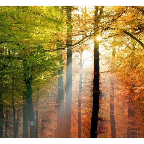 Fototapet - Forest Colours