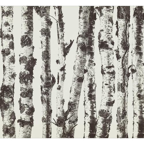 Fototapet - Stately Birches - First Variant