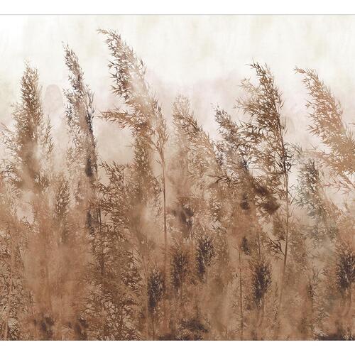 Fototapet - Tall Grasses - Brown