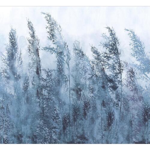 Fototapet - Tall Grasses - Grey