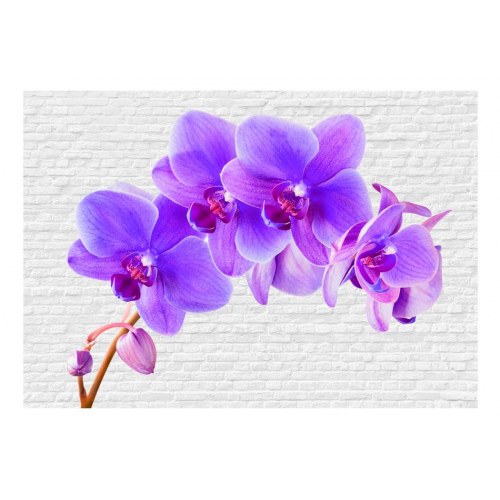 Fototapet - Violet excitation