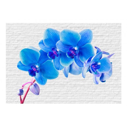 Fototapet - Blue excitation