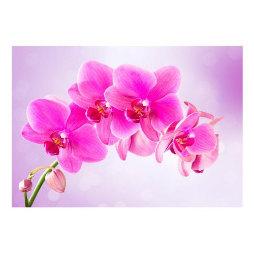 Fototapet - Thoughtfulness