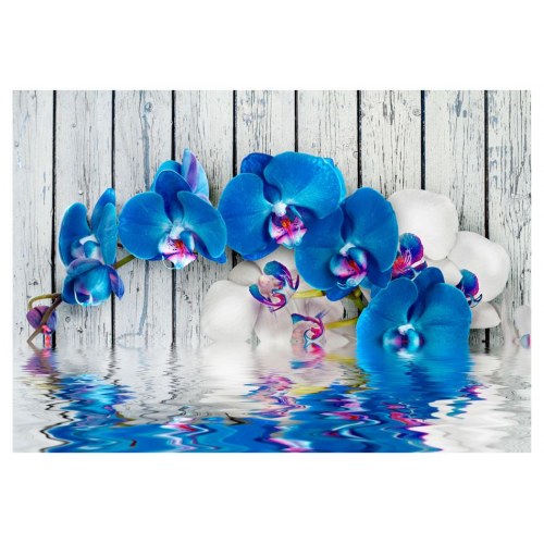 Fototapet - Cobaltic orchid