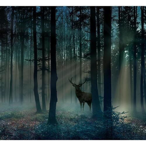 Fototapet - Mystical Forest - Third Variant