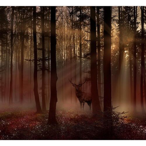 Fototapet - Mystical Forest - First Variant