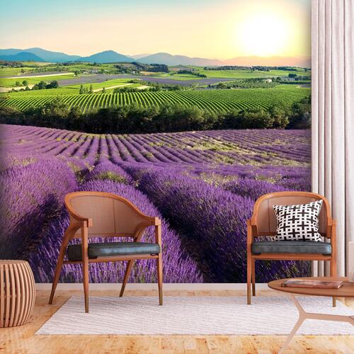 Fototapet - Lavender Field