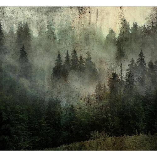 Fototapet - Misty Beauty of the Forest