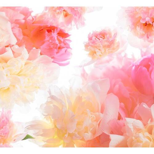 Fototapet - Pastel peonies