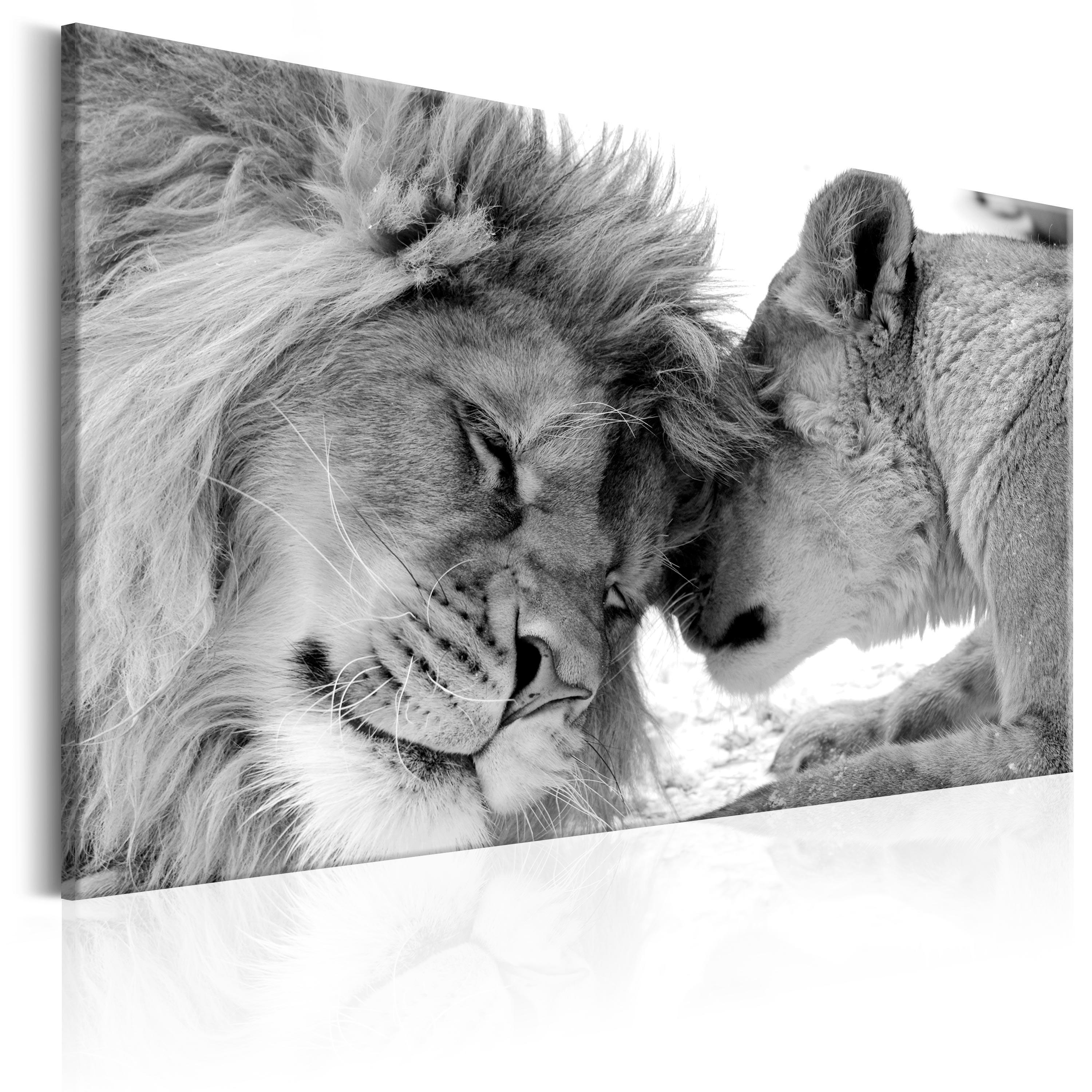 Billede - Lion's Love - 120 x 80 cm - På italiensk lærred