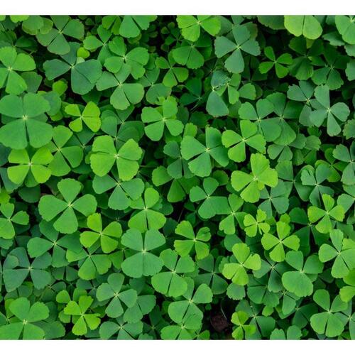 Fototapet - Green Clover