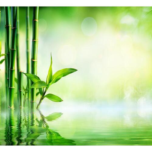 Fototapet - Bamboo Grove