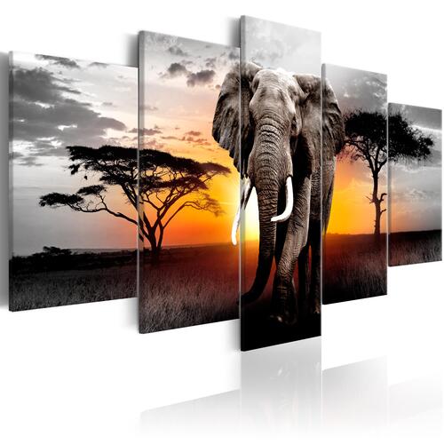 Billede - Elephant at Sunset