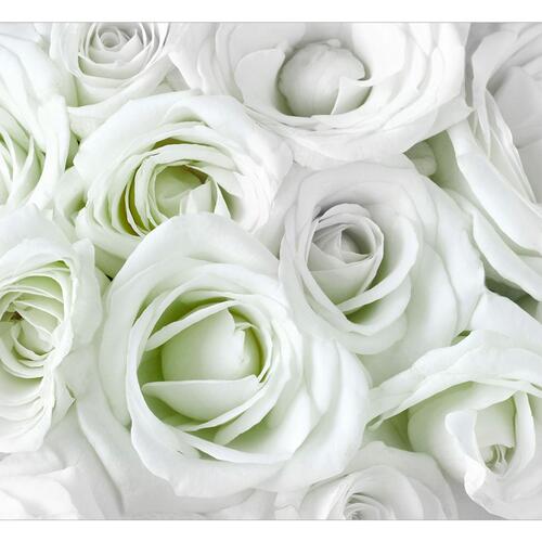 Fototapet - Satin Rose (Green)