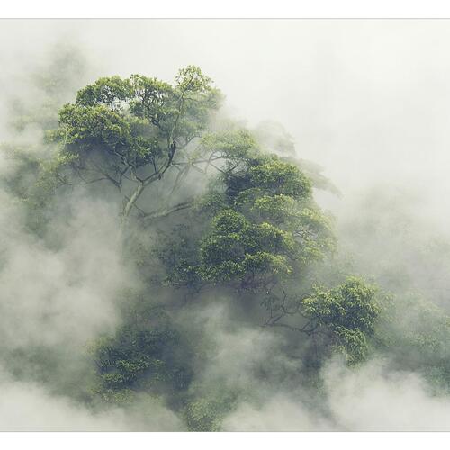 Fototapet - Foggy Amazon