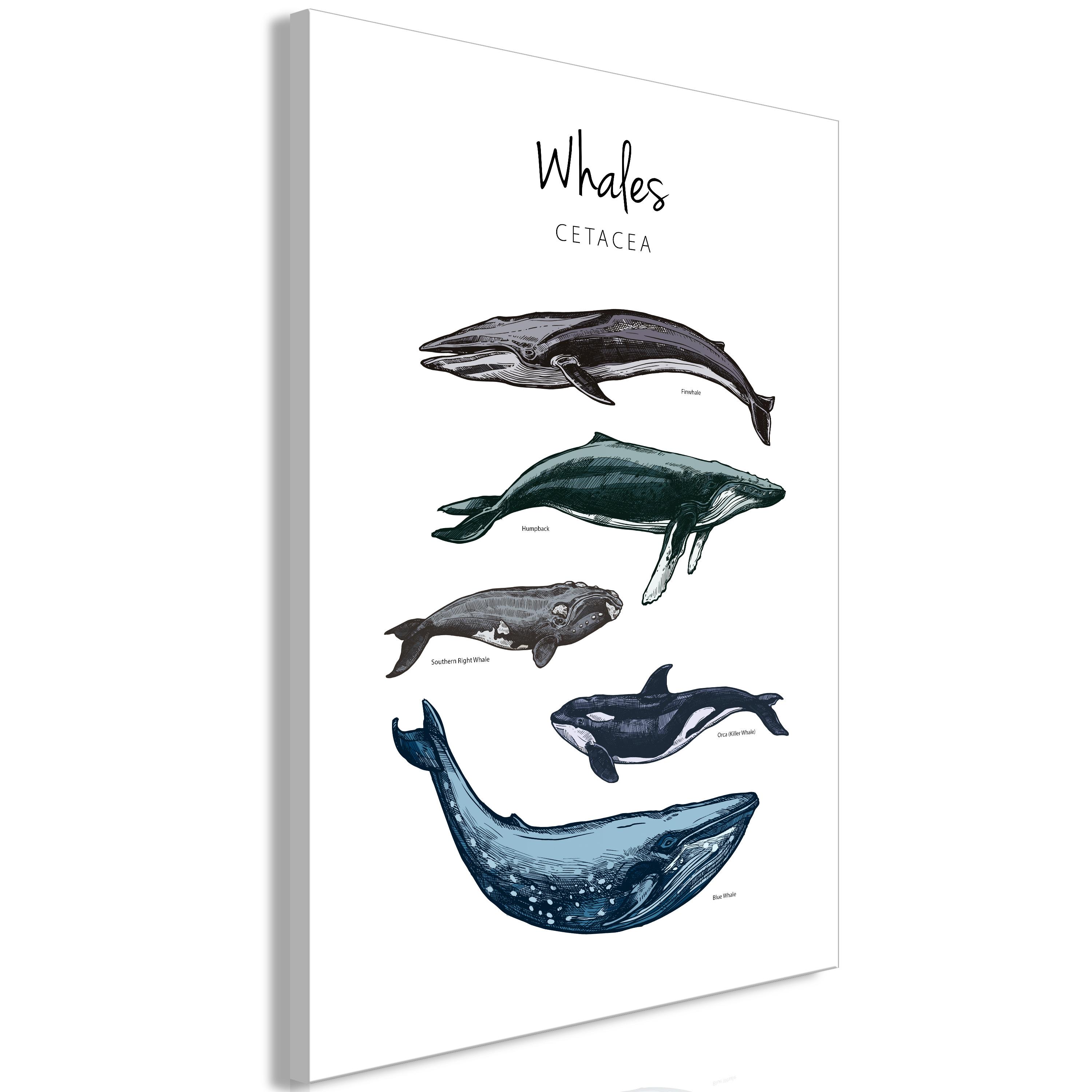 Billede - Whales (1 Part) Vertical - 40 x 60 cm - På italiensk lærred