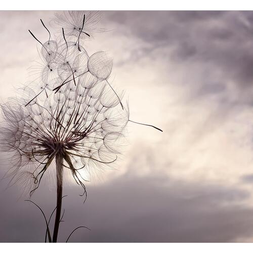 Fototapet - Gentle Wind