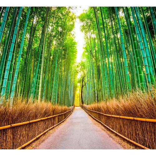 Fototapet - Bamboo Forest