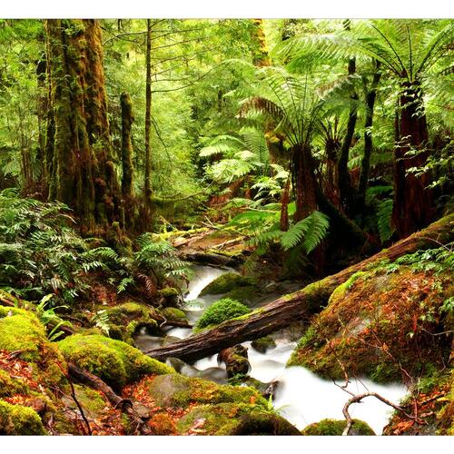 Fototapet - Forest Brook