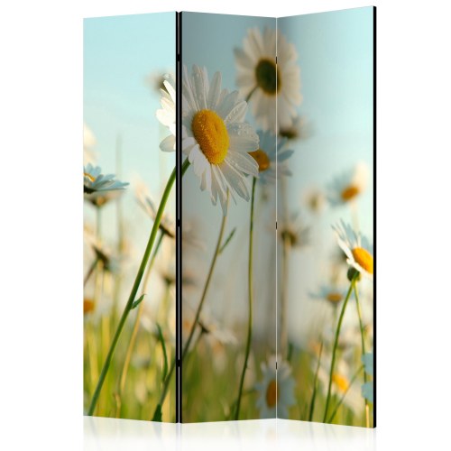 Skærmvæg - Daisies - spring meadow