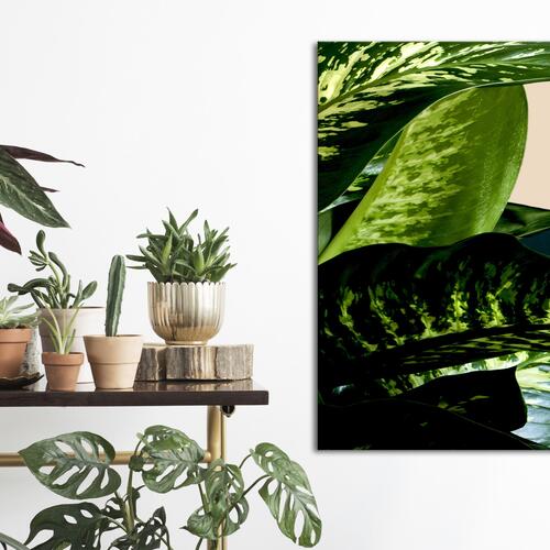 Billede - Dieffenbachia (1 Part) Vertical