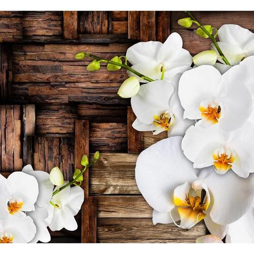 Fototapet - Blooming orchids