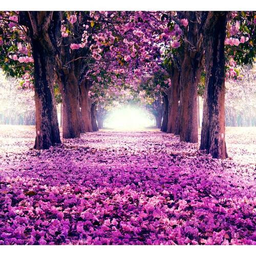 Fototapet - Flower road