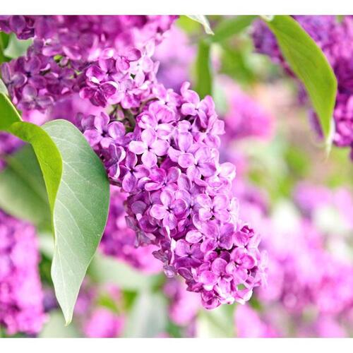 Fototapet - Lilac flowers