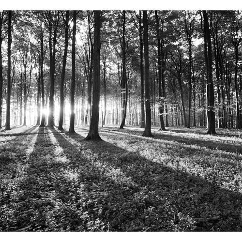 Fototapet - Grey Wilderness