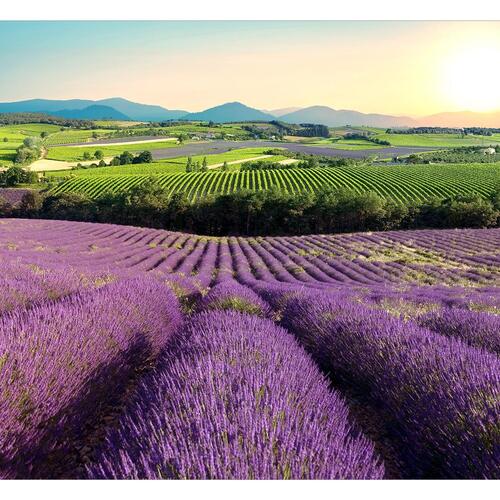 Fototapet - Lavender Field