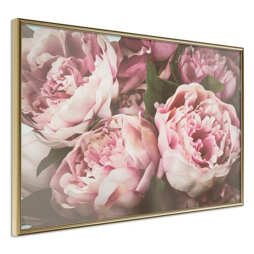 Plakat - Pink Peonies