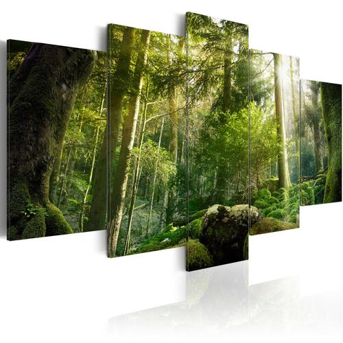 Billede - The Beauty of the Forest