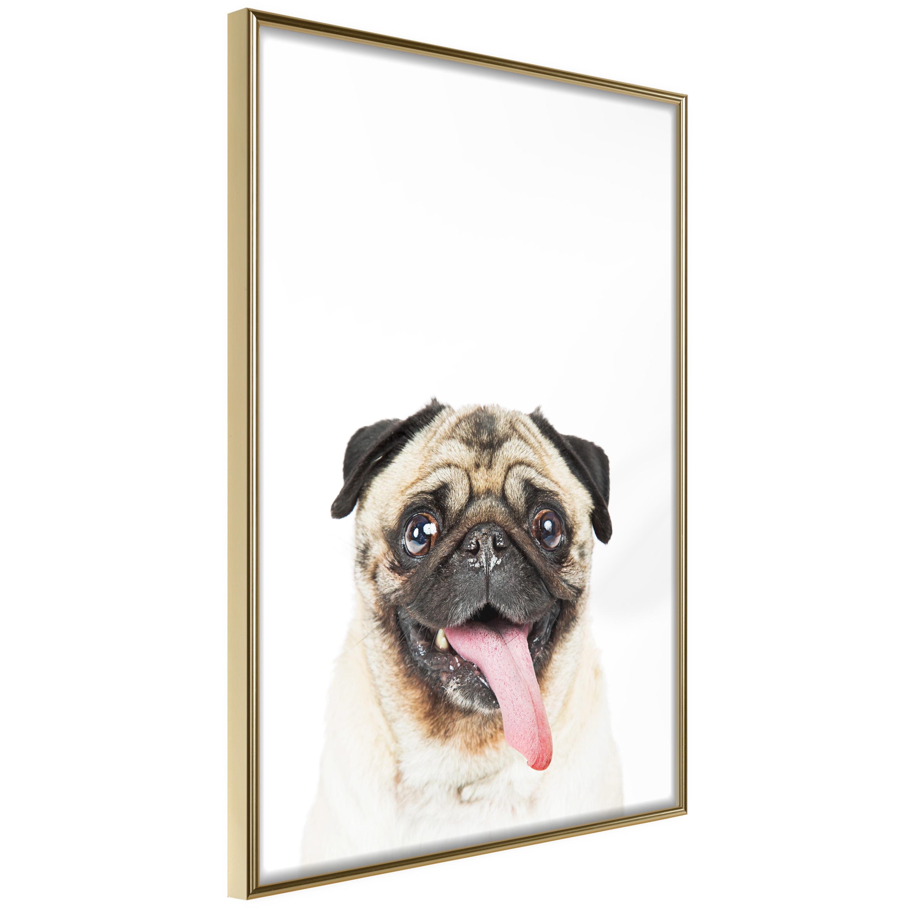 Plakat - Pug - 30 x 45 cm - Guldramme
