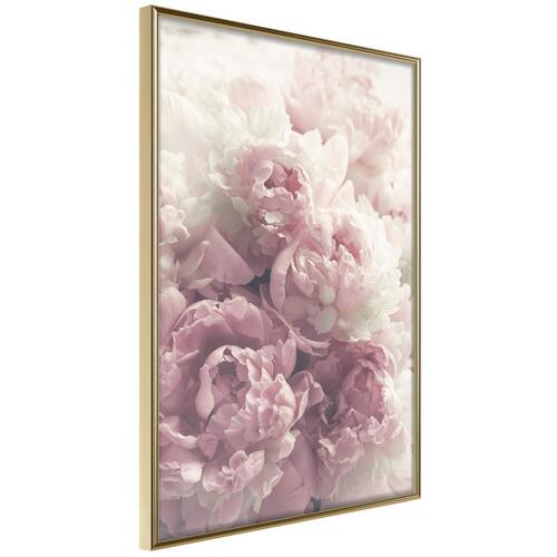 Plakat - Delicate Peonies