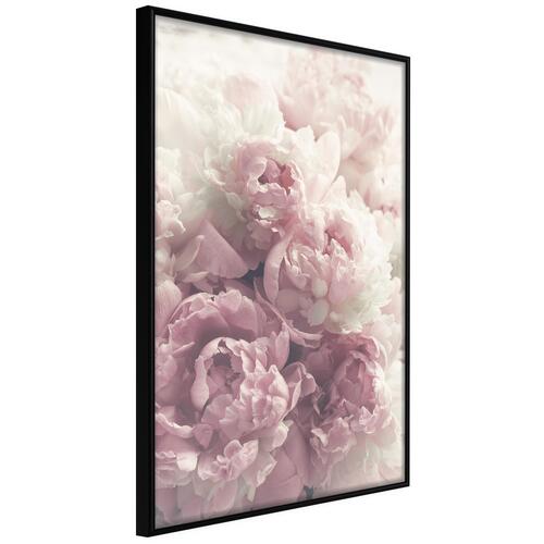 Plakat - Delicate Peonies