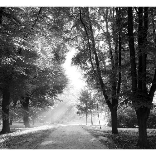 Fototapet - Path of Memories