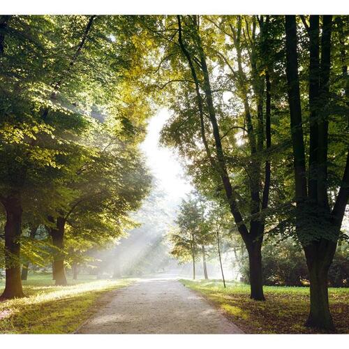 Fototapet - Morning Walk